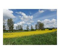 Rapeseed Backdrop Rural Blooming Yellow Rapeseed Field Mighty Oak Tree Landscape Photography Background Splendid Scenic Canola Field Scene Backdrop for Hiking Travel Vacation Background Props 7x5ft