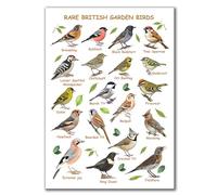 Rare British Garden Birds Identification Poster, A4 Unframed Print, Ornithology Educational Wall Art