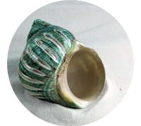 Rare Polished Jade Turbo Imperial Seashell - Turban Cut - 7-9cm | Home Fish Tank Marine Decoration DIY Craft Seashell Wedding Festival Party Home Ornaments