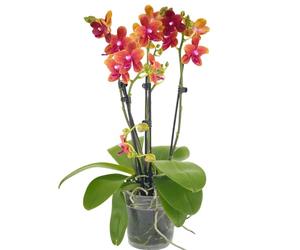Rare Scented Orchid Phalaenopsis Orchid Plant Bolgheri - Orange Blooms in 12 cm Pot 45 cm Height