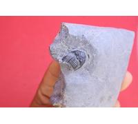 Rare Trilobite Fossil Devonian Morocco Natural Matrix Incomplete Specimen. A675