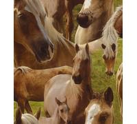 Rasch Horses Pony Foal Equestrian Stables Childrens Animal Wallpaper 293104