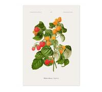 Raspberries A, J, Wendel Poster, Vintage Botanical Prints, Encyclopedia Retro Fruit Illustration Wall Art Plants, Kitchen Home Decor, A3 (Print Only) - 42x29.7cm