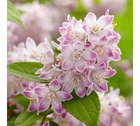 Raspberry Sundae Deutzia Outdoor Shrub Plant Deutzia Garden Plants 2L Pot Plant Theory Green One Size
