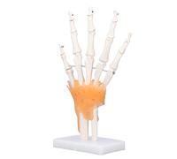RASTKY Life Size Human Hand Skeleton Model Clear Display Tool for Learning Teaching Students Made of PVC Materials