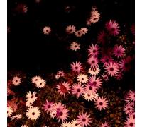 Rat Columns - Babydoll (Coloured Vinyl) [VINYL]