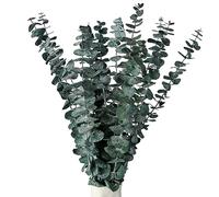 RAVEGO 15Pcs Dried Eucalyptus Stems, Real Eucalyptus Leaves, Natural Long-Lasting Dried Flowers, Decoration for the Perfect Wedding, Flower Arrangements, Home Decor