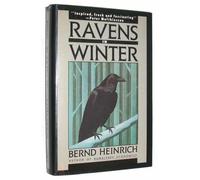 Ravens in Winter
