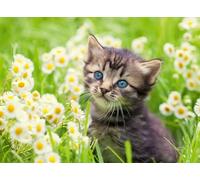 Ravensburger 12000367 - Cat in the garden - 500 pieces jigsaw puzzle - Puzzle for adults and kids age 12 years up, animal puzzle