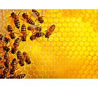 Best Ravensburger 1000-Piece Jigsaw Puzzles - Top Picks & Must-Haves Genuine