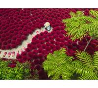 Ravensburger 500 Teile - Ein Meer aus Rot