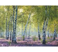 Ravensburger Birch Forest 1000 Piece Jigsaw Puzzles for Adults & Kids Age 12 Years Up