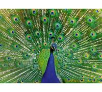 Ravensburger Peacock 500 Piece Jigsaw Puzzle for Adults Age 10 Years Up