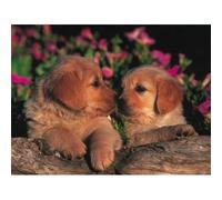 Ravensburger Two Little Pups