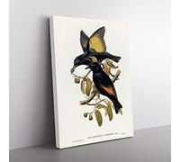 Rawnsley'S Bowerbird Birds By Elizabeth Gould Vintage Canvas Wall Art Print Ready to Hang, Framed Picture for Living Room Bedroom Home Office Décor, 50x35 cm (20x14 Inch)