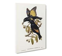 Rawnsley'S Bowerbird Birds By Elizabeth Gould Vintage Canvas Wall Art Print Ready to Hang, Framed Picture for Living Room Bedroom Home Office Décor, 20x14 Inch (50x35 cm)