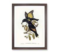 Rawnsley'S Bowerbird Birds By Elizabeth Gould Vintage Framed Wall Art Print, Ready to Hang Picture for Living Room Bedroom Home Office Décor, Walnut A4 (34 x 25 cm)