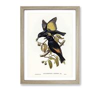 Rawnsley'S Bowerbird Birds By Elizabeth Gould Vintage Framed Wall Art Print, Ready to Hang Picture for Living Room Bedroom Home Office Décor, Oak A2 (64 x 46 cm)