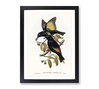 Rawnsley'S Bowerbird Birds By Elizabeth Gould Vintage Framed Wall Art Print, Ready to Hang Picture for Living Room Bedroom Home Office Décor, Black A2 (64 x 46 cm)