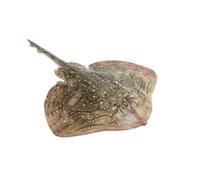 Ray Fish Box 75kg - Premium Fresh Ray Fish for Culinary Use