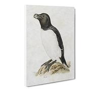 Razorbill Penguin By Von Wright Canvas Print | Gallery Wrapped 30mm Frame Wall Art | 30x20 inches | Ready to Hang | Retro Animals Picture | Living Room Bedroom Lounge Office