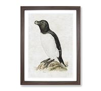 Razorbill Penguin By Von Wright Vintage Framed Wall Art Print, Ready to Hang Picture for Living Room Bedroom Home Office Décor, Walnut A3 (34 x 46 cm)