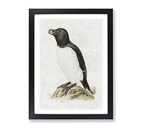 Razorbill Penguin By Von Wright Vintage Framed Wall Art Print, Ready to Hang Picture for Living Room Bedroom Home Office Décor, Black A2 (64 x 46 cm)