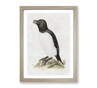 Razorbill Penguin By Von Wright Vintage Framed Wall Art Print, Ready to Hang Picture for Living Room Bedroom Home Office Décor, Oak A4 (34 x 25 cm)