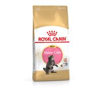 RC Maine Coon Kitten - 2KG