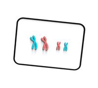 RCGOFOLLOW Detachable Meiosis Chromosome Change Model Kit Improving Understanding Of Biological Processes For Students Children Scientific Experiment Biology Teaching