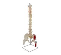 RCGOFOLLOW Realistic Structure Spine Model Spinal Disc Pelvis Model With Precise Details And Meticulous Workmanship Scientific Spine Vertebrae Nerves Arteries
