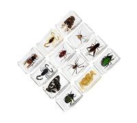 RCGOFOLLOW Resin Animal Sample Collection Educational Developing Cognitive Abilities Boys Encouraging Nature Curiosity Unique Teaching Aid Resin Animal Sample Teacher Education Collection