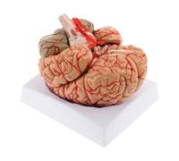 RCULWPLP Detachable Human Brain Model, Easy-to-Use Teaching Aid for The Brain.