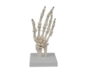RCULWPLP Hand Joint Model Teaching Aid Lightweight Education Skeleton Model Educational