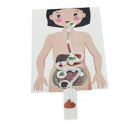 RCULWPLP Human Digestive System Model Handicraft DIY Teaching Aid for Adults Kids