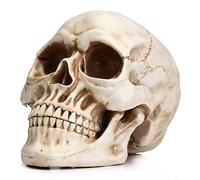 READAEER Life Size Resin Skull, Large Adult Skull Head Model for Home Decoration, 1:1 Replicate The Size of Real Human Skull, Halloween Skull Statue, Skull Head Bone Model (White)