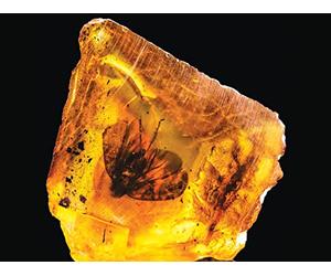 Reading Fossils: Life in the Geologic Past