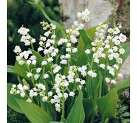 Ready Potted 1 Litre Pot CONVALLARIA MAJALIS LILY OF THE VALLEY