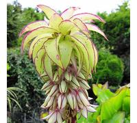 Ready Potted 1 Litre Pot Eucomis Bi-Colour (Pineapple Lily)