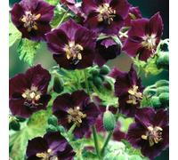 Ready Potted 1 Litre Pot GERANIUM PHAEUM MOURNING WIDOW