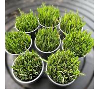 Ready-to-Eat Cat Grass - Fresh Live Plants for Cats, Rabbits, Guinea Pigs & Small Animals | Wheat, Barley, Rye & Oats | Supports Digestion & Immunity | Fibre, Vitamins & Minerals