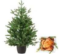 Real and Live Christmas Tree 3/5 ft with Whole British Turkey Hamper Gift Box