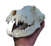 Real Animal Dog Skull Specimen Dog Head Skeleton Natural Teeth Bone Specimen Model Taxidermy Supplies Art Bone Vet Medicine (7.8inch)
