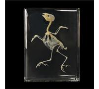 Real Animal Skeleton Specimen Encased in Acrylic - Taxidermy Bone Display for Science Education, Classroom Learning & Collectors(Bird)