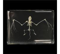 Real Animal Skeleton Specimen Encased in Acrylic - Taxidermy Bone Display for Science Education, Classroom Learning & Collectors(Bat)