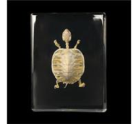 Real Animal Skeleton Specimen Encased in Acrylic - Taxidermy Bone Display for Science Education, Classroom Learning & Collectors(Tortoise)