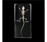 Real Animal Skeleton Specimen Encased in Acrylic - Taxidermy Bone Display for Science Education, Classroom Learning & Collectors(Mouse)
