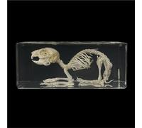 Real Animal Skeleton Specimen Encased in Acrylic - Taxidermy Bone Display for Science Education, Classroom Learning & Collectors(Rabbit)
