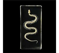 Real Animal Skeleton Specimen Encased in Acrylic - Taxidermy Bone Display for Science Education, Classroom Learning & Collectors(Snake)