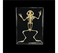Real Animal Skeleton Specimen Encased in Acrylic - Taxidermy Bone Display for Science Education, Classroom Learning & Collectors(Frog)